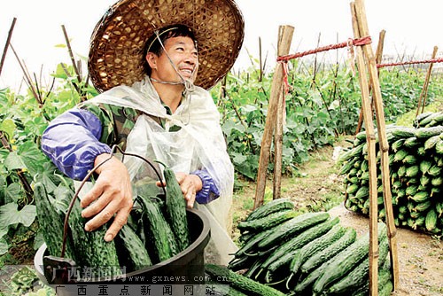 农产品销售困难卖不出好价钱 爱心超市到田间收购