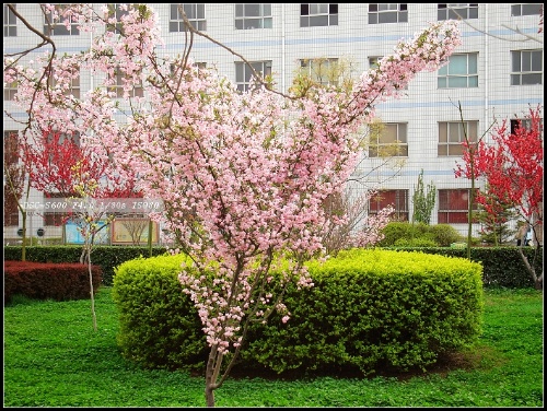 藁城九中