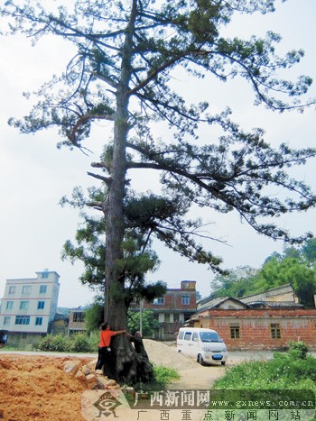 浦北发现"广西最老水松" 该树种被称"植物大熊猫"